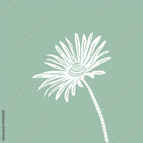 A Daisy flower. Floral botanical flower. Isolated illustration element. Vector hand drawing wildflower for background, texture, wrapper pattern, frame or border.