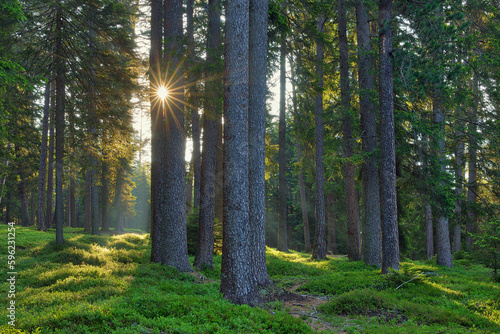Italy, Trentino-Alto Adige, Sun shining through branches of forest trees in Dolomites