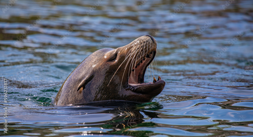 Fototapeta premium Sea lion swimming in the water mouth open showing teeth.
