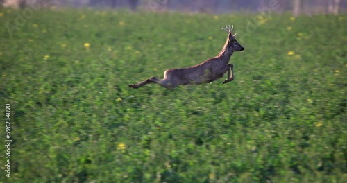 Majestic Breathtaking run fast and jump of a Roe Deer Buck Capreolus Capreolus hoofed animal from a field of rape through the meadow lawn slow motion. Perfect Wildlife