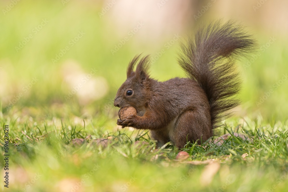 A cute european red squirrel is sitting in the grass. Sciurus vulgaris A cute european red squirrel is sitting in the grass. Sciurus vulgaris