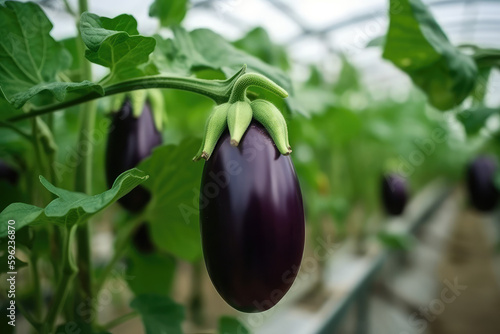 Plants for aubergine eggplants are in a modern greenhouse. Aubergine eggplants at a farm on a plantation. Farmhouse greenhouse with crops called aubergines, generative AI