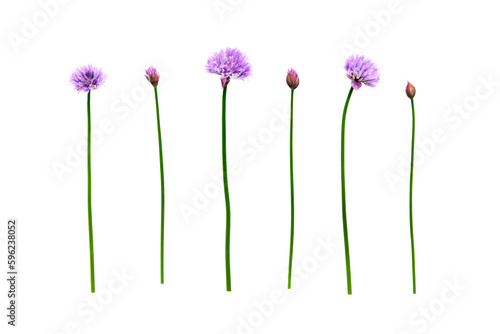 Obraz na płótnie Fresh organic green chives, raw aromatic garden herbs, with their purple flowers Isolated against a transparent background. w salonie