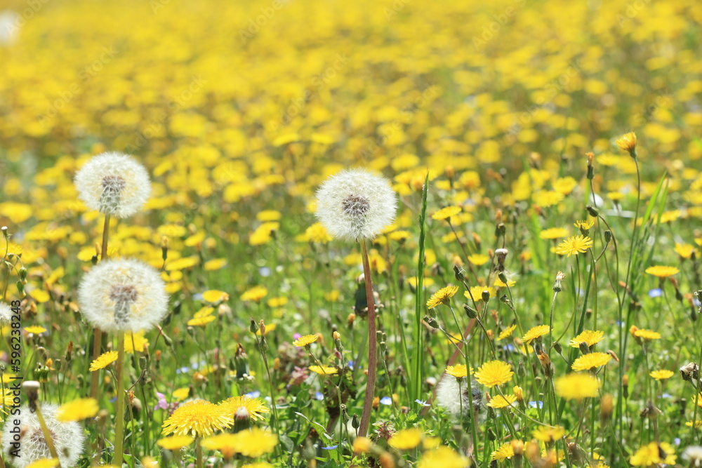 yellow dandelion field in summer yellow dandelion field in summer