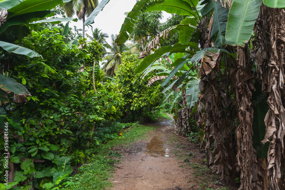 Tropic landscape with an empty wet trail going through rainforest Tropic landscape with an empty wet trail going through rainforest