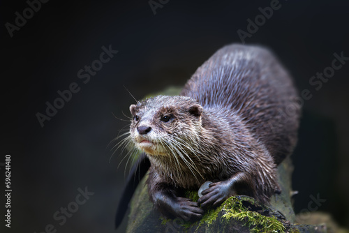 European otter (Lutra lutra) rest on tree trunk, wildlife Czech republic