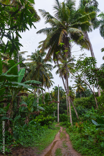 An empty trail goes through rain forest. Samana  Dominican Republic