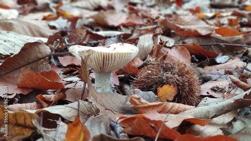 Mushrooms in the forest, hidden in the autumn leaves