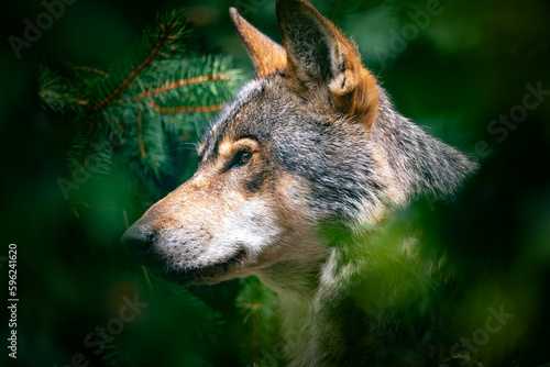 European wolf (Canis lupus lupus), Hunting animal and extremely dangerous beast. Wolf native to Europe and Asia.