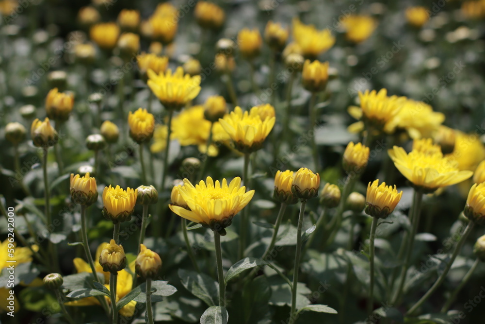 Yellow flowers in bloom. Full frame used as background. Delicate yellow flowers in flower bed Yellow flowers in bloom. Full frame used as background. Delicate yellow flowers in flower bed
