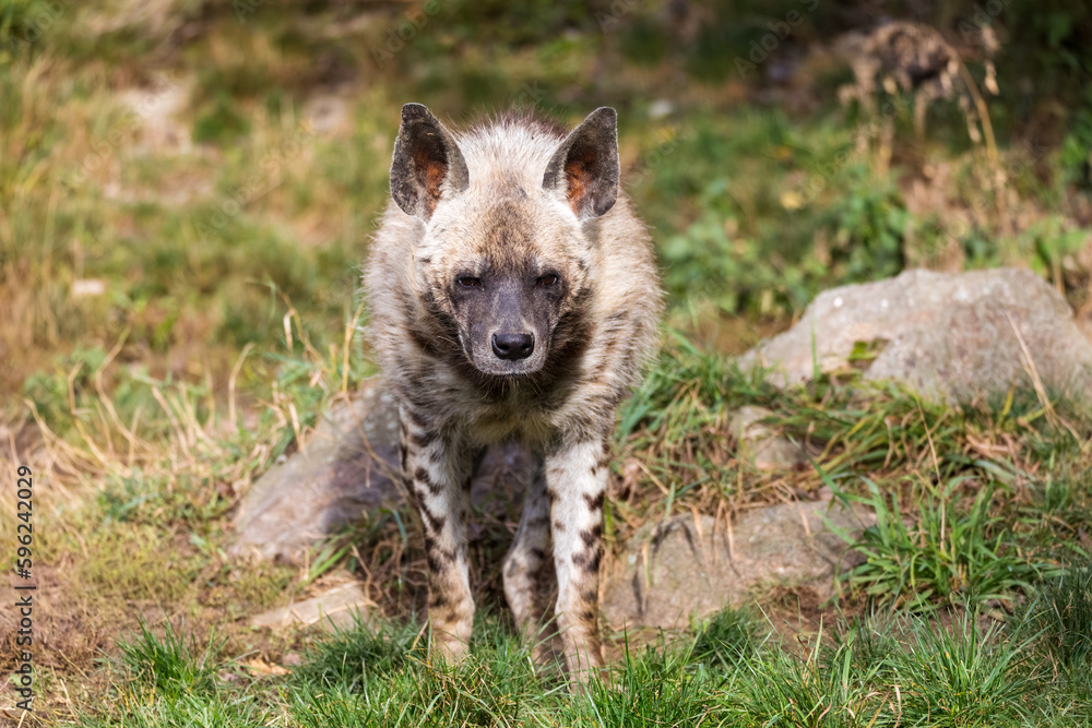 Striped hyena (Hyaena hyaena sultana) with broad head and dark eyes. Walk with prey in mouth.