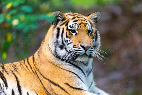 Fototapeta Naklejka Na Ścianę i Meble -  The Siberian tiger (Panthera tigris tigris) also called Amur tiger (Panthera tigris altaica) in the forest. Native to the Russian Far East, Northeast China and possibly North Korea