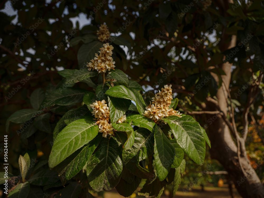 Obraz premium garden with oranges near the city of Antalya, Turkey