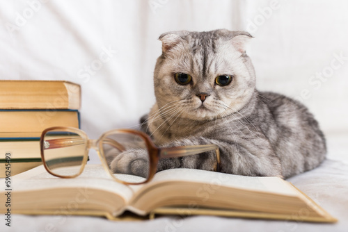 Gray scottish fold cat lying near books and eyeglasses