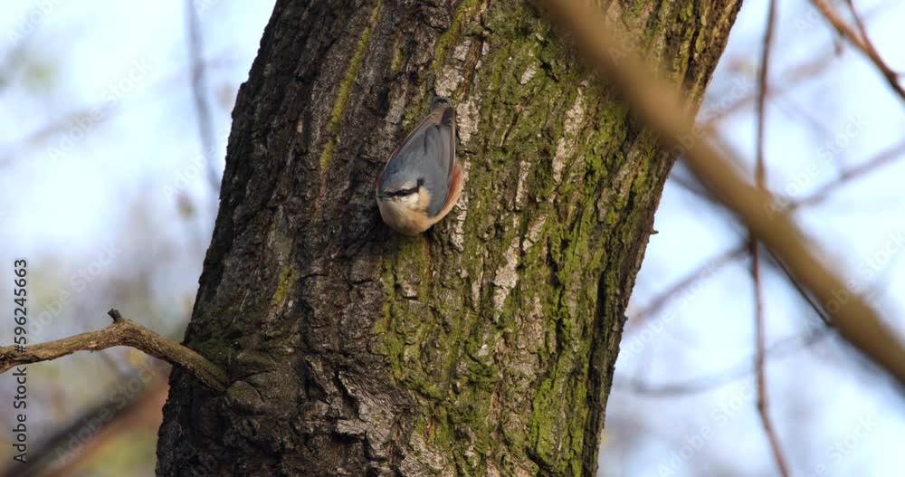 Eurasian Nuthatch Sitta Europaea bird walking on a bark of a large tree and disappearing behind Eurasian Nuthatch Sitta Europaea bird walking on a bark of a large tree and disappearing behind