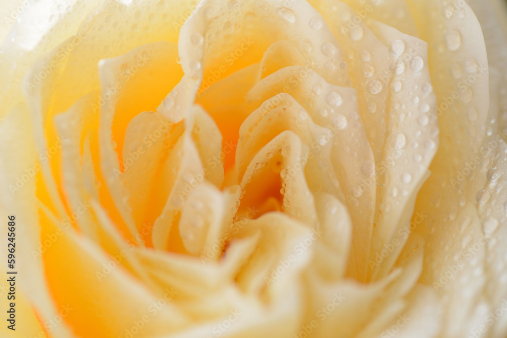 Yellow rose with water drops as natural background. Macro shot with shallow depth of field. Yellow rose with water drops as natural background. Macro shot with shallow depth of field.