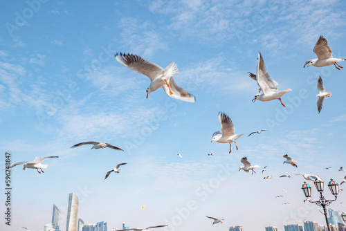 Witness the graceful flight of a flock of seagulls as they soars through the endless expanse of the sky, a beautiful display of freedom and agility © EdNurg