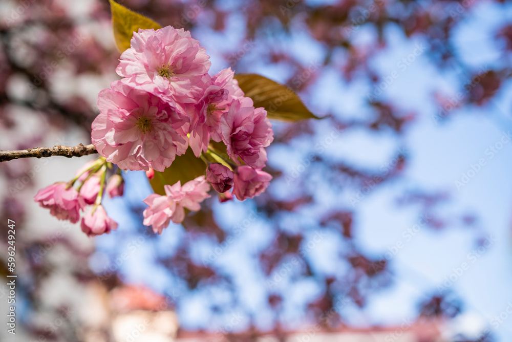 cherry blossoms in the garden. beginning of spring April bloom. cherry blossoms in the garden. beginning of spring April bloom.