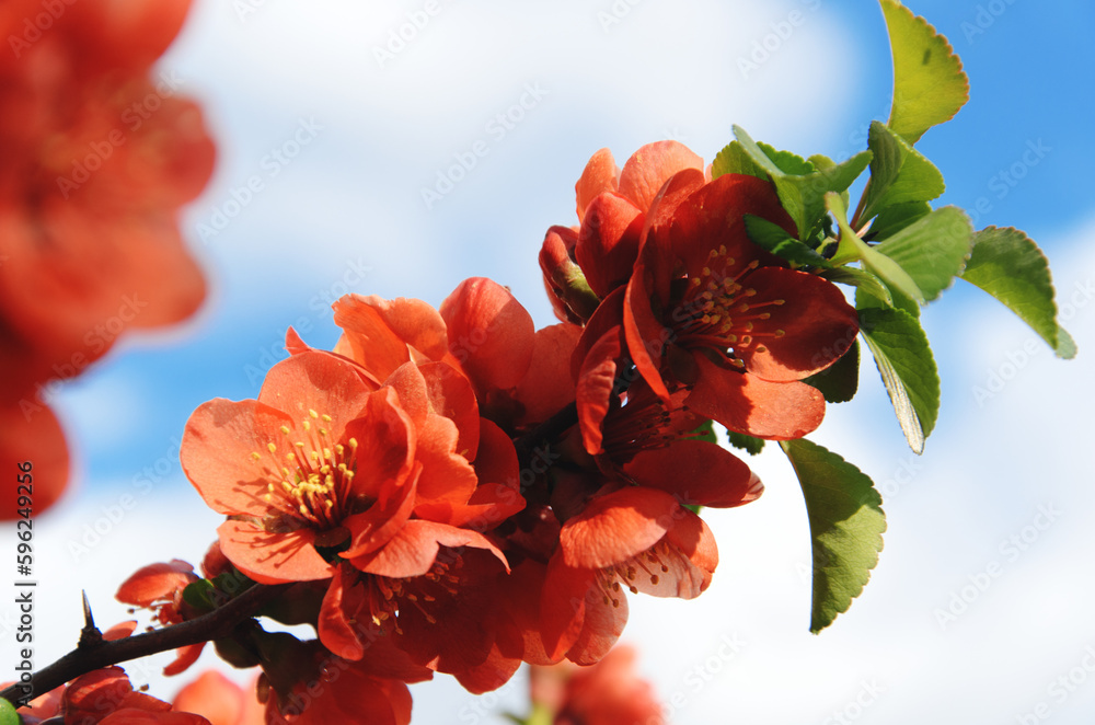 Chaenomeles japonica. Branch of blooming Japanese quince against blue sky with white clouds. Spring blossom of cydonia. Flowering Maule's quince on sunny day. Closeup. Selective focus.