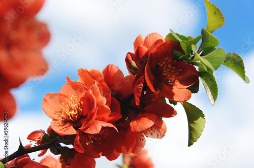 Obraz na płótnie Chaenomeles japonica. Branch of blooming Japanese quince against blue sky with white clouds. Spring blossom of cydonia. Flowering Maule's quince on sunny day. Closeup. Selective focus. w salonie