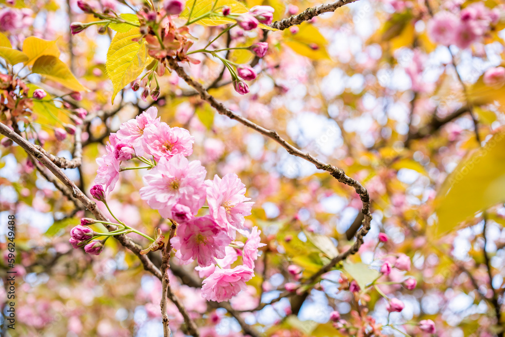 cherry blossoms in the garden. beginning of spring April bloom. cherry blossoms in the garden. beginning of spring April bloom.