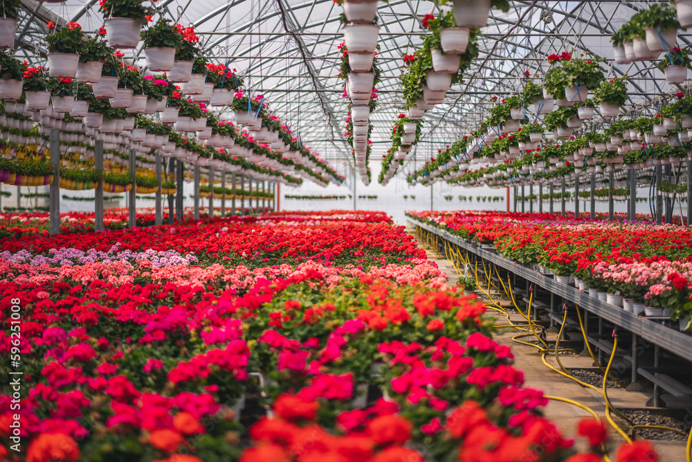 Large industrial flower greenhouse with blooming pelargoniums and geraniums in pots. Flower seedling business