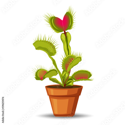 Venus flytrap is a carnivorous plant that captures insects with its hinged leaves and digestive enzymes, using them as a source of nutrients.