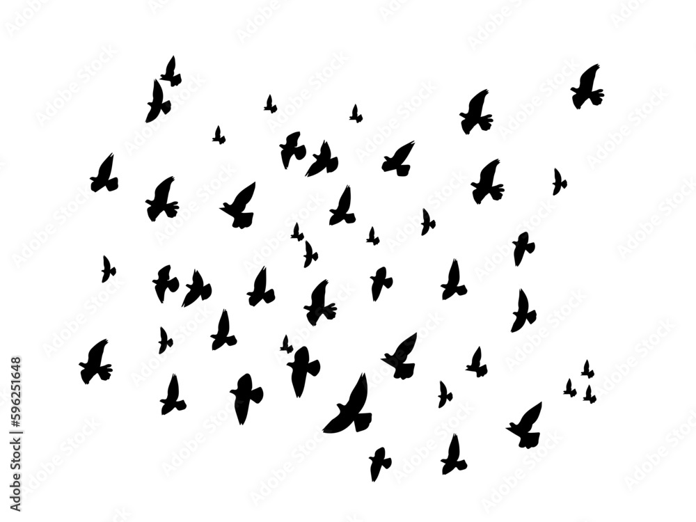 flock of dove birds 