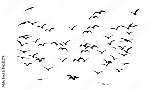 Fotografia flock of birds