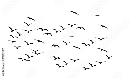 freedom symbol flying bird art