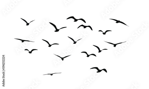 flock of birds isolated. Black and white © uur
