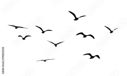 Flock of bird black and white