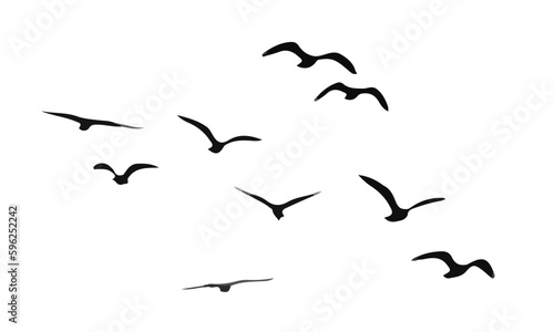 flock of birds, black and white. 