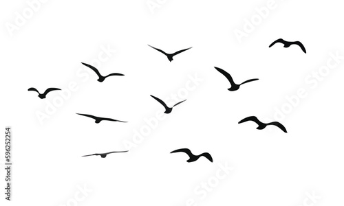 flock of birds to the other land © uur