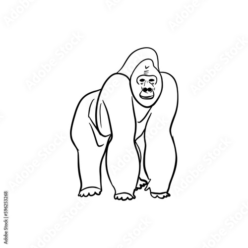 Vector sketch hand drawn gorilla silhouette, line art