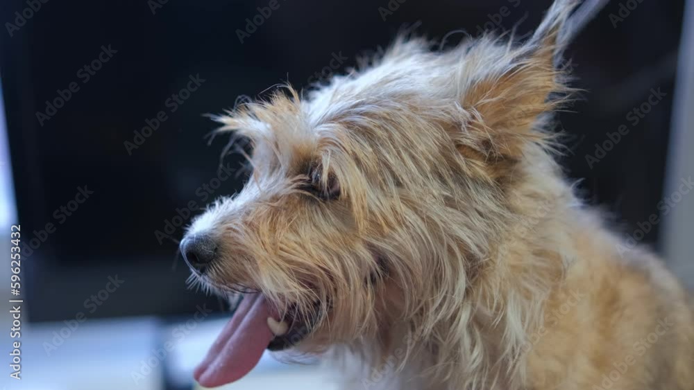 Professional Pet groomer. Woman doing hairstyle pet hairdresser. 4K Professional Pet groomer. Woman doing hairstyle pet hairdresser. 4K
