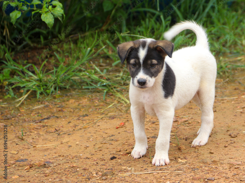 Thailand's local dog. cute puppy