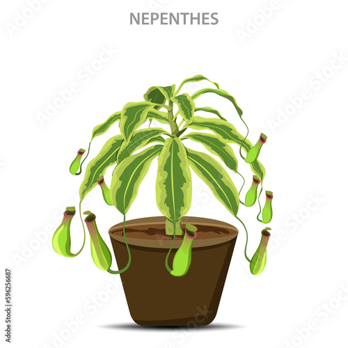 Nepenthes, also known as tropical pitcher plants, are carnivorous plants with specialized leaves that trap and digest insects for nutrition.