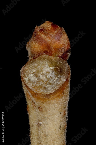 White Mulberry (Morus alba). Pseudoterminal Bud Closeup photo