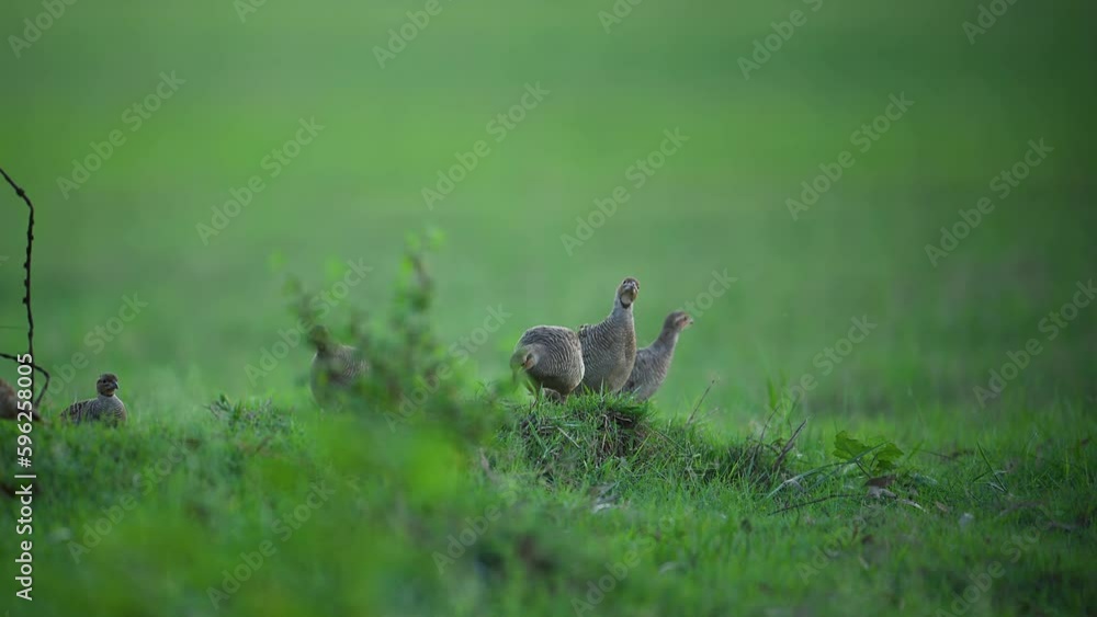 Flock of Grey francolin in Green Fields Flock of Grey francolin in Green Fields