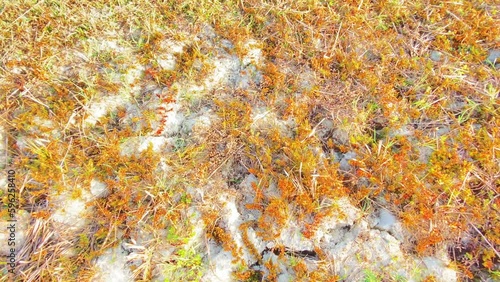 Dried crops on infertile soil after a drought