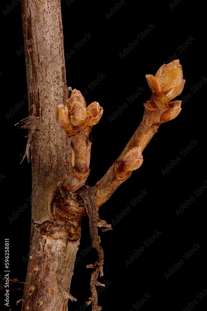 Naklejka premium Black Currant (Ribes nigrum). Brachyblast Closeup