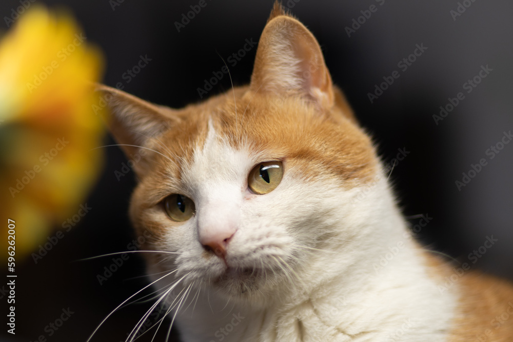 花を見つめる猫　茶トラ白