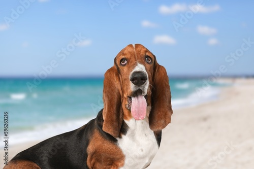 Cute happy smart dog on the sandy beach.