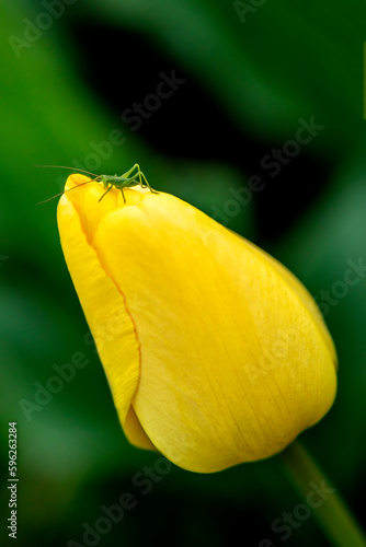 Small grasshopper on a flower close-up