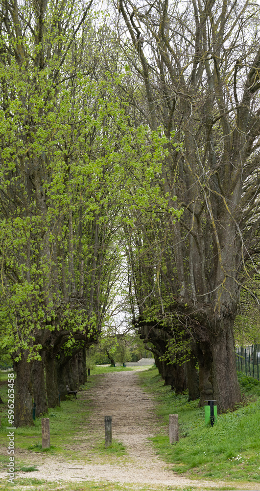Fototapeta premium chemin passant entre les arbres