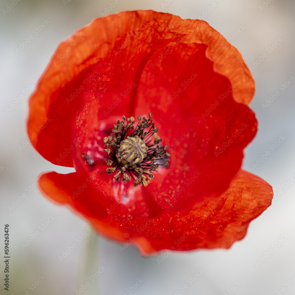 Fleur de coquelicot avec un fond blanc Fleur de coquelicot avec un fond blanc