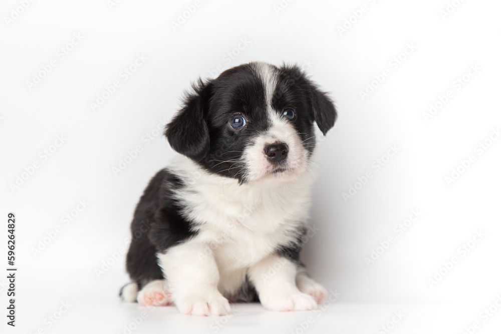 Welsh Corgi Cardigan fluffy cute black and white dog puppy. funny happy animals on white background with copy space. Welsh Corgi Cardigan fluffy cute black and white dog puppy. funny happy animals on white background with copy space.