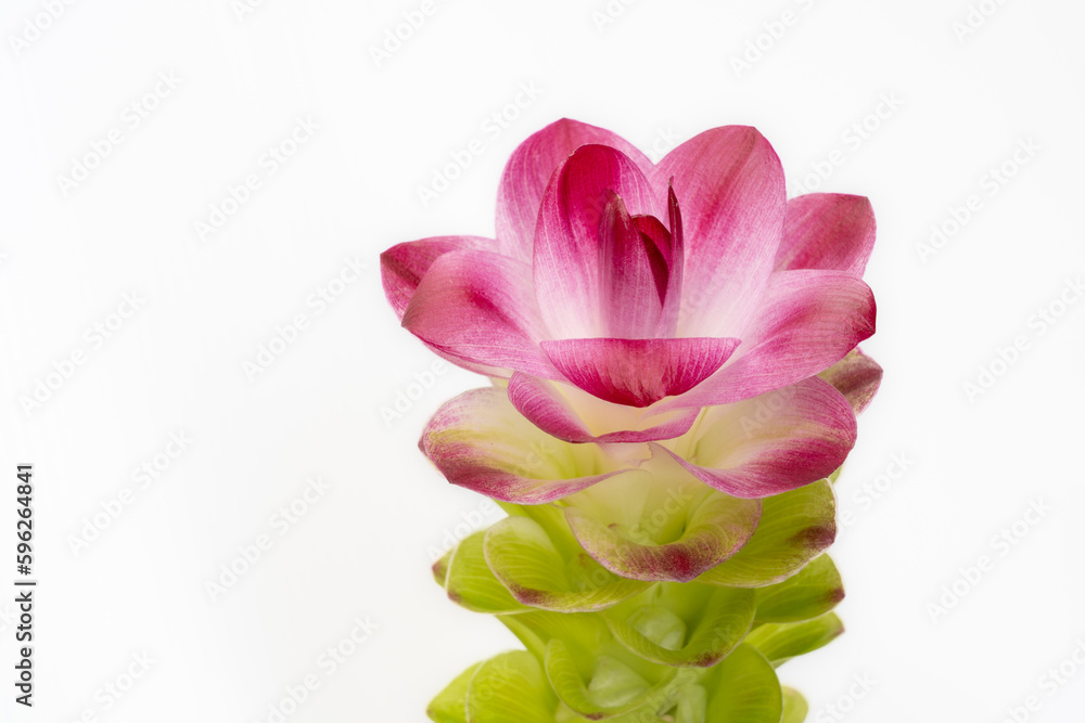 Closeup view of fresh green and purple red flower of curcuma aromatica or wild turmeric isolated on white background