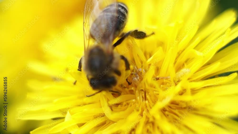A bee collects pollen on a bright yellow dandelion flower on a sunny day in spring A bee collects pollen on a bright yellow dandelion flower on a sunny day in spring